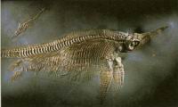 Ainsi s'eteignent les especes - Squelette fossile d'Ichthyosaurus avec son petit et 5 foetus